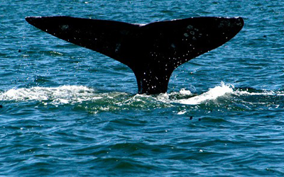 Ballenas