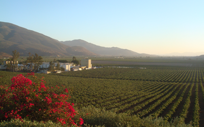 Ruta del Vino